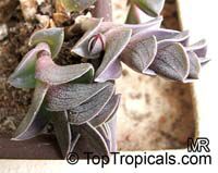 Tradescantia navicularis, Chain Plant 

Click to see full-size image