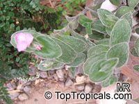 Tradescantia sillamontana, White Velvet, White Gossamer, Cobweb Spiderwort

Click to see full-size image