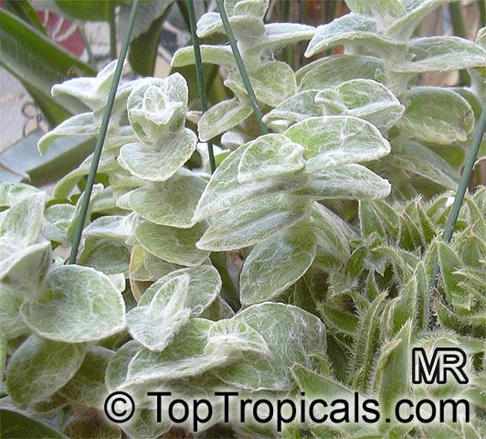 Tradescantia sillamontana, White Velvet, White Gossamer, Cobweb Spiderwort