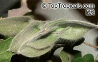 Tradescantia sillamontana, White Velvet, White Gossamer, Cobweb Spiderwort

Click to see full-size image