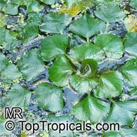 Trapa natans, Water Chestnut

Click to see full-size image
