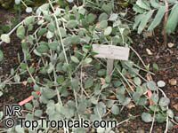 Xerosicyos danguyi, Silver Dollar Plant

Click to see full-size image