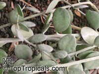 Xerosicyos danguyi, Silver Dollar Plant