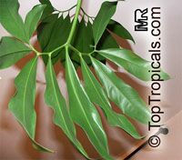 Philodendron goeldii, Philodendron

Click to see full-size image