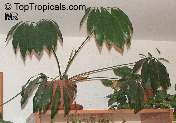 Philodendron goeldii, Philodendron
