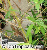 Phyllostachys aurea, Golden Bamboo

Click to see full-size image