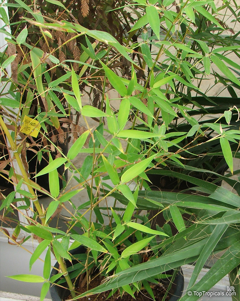 Phyllostachys aurea, Golden Bamboo