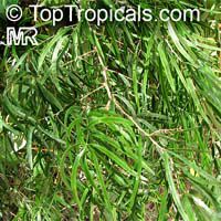 Asparagus falcatus, Sicklethorn

Click to see full-size image