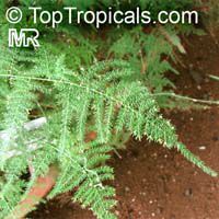 Asparagus plumosus, Protasparagus plumosus, Asparagus Fern

Click to see full-size image