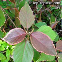 Acalypha godseffiana, Copper Leaf, Beefsteak Plant, Fire dragon, Jacobs coat, Match-me-if-you-can, Three-seeded Mercury

Click to see full-size image