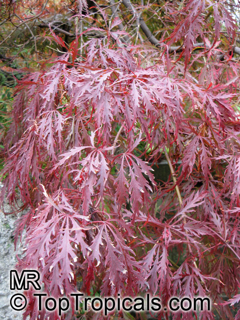 Acer palmatum, Japanese maple, Palmate maple, Smooth Japanese maple. Acer palmatum var.dissectum