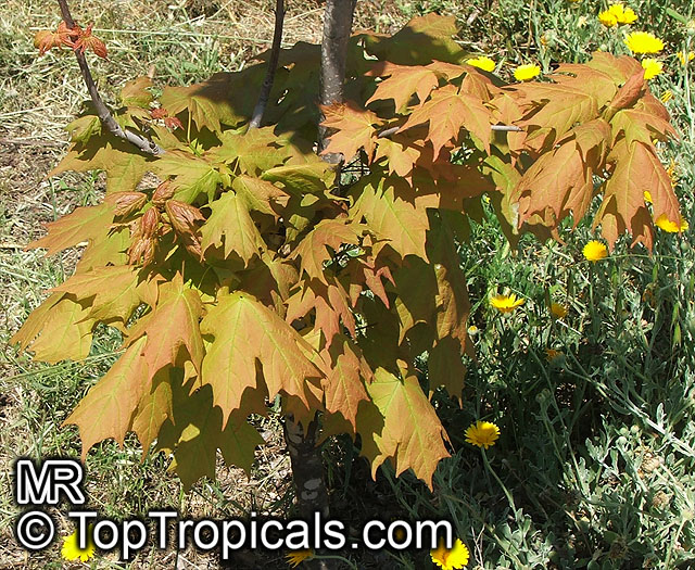 Acer sp., Red Maple, Soft Maple. Acer saccharum (Sugar Maple)