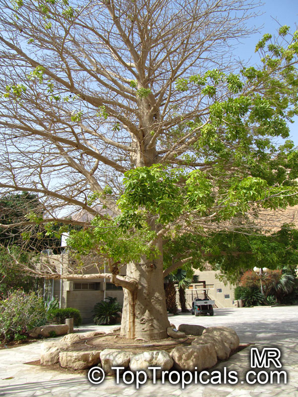 Adansonia digitata, Baobab, Cream of Tartar tree, Monkey-bread tree, Lemonade tree, Upside-down Tree