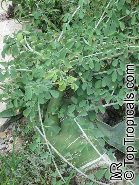 Adenia fruticosa, Adenia