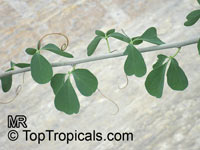 Adenia fruticosa, Adenia

Click to see full-size image