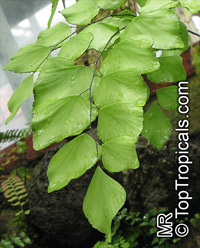 Adiantum sp., Maidenhair Fern

Click to see full-size image
