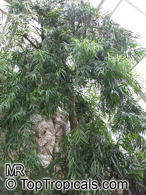 Afrocarpus mannii, Podocarpus mannii, Afrocarpus
