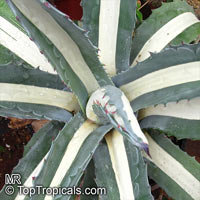 Agave americana, Century plant

Click to see full-size image