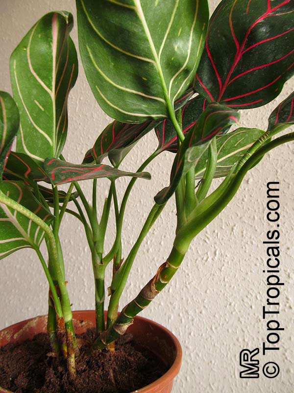 Aglaonema rotundum, Chinese Evergreen