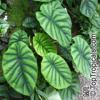 Alocasia clypeolata, Green Shield Alocasia

Click to see full-size image