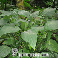 Alocasia cucullata, Lucky Leaf, Heart Shaped Elephant Ear, Buddha's Hand

Click to see full-size image