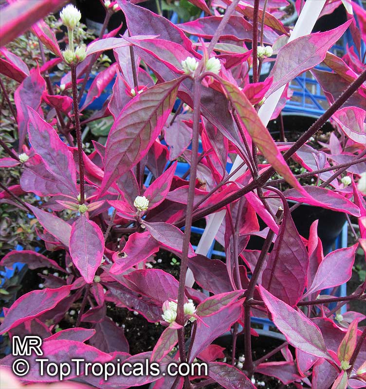 Alternanthera brasiliana, Alternanthera dentata, Josephs Coat, Calico plant, Copperleaf, Bloodleaf, Joyweed, Parrot leaf