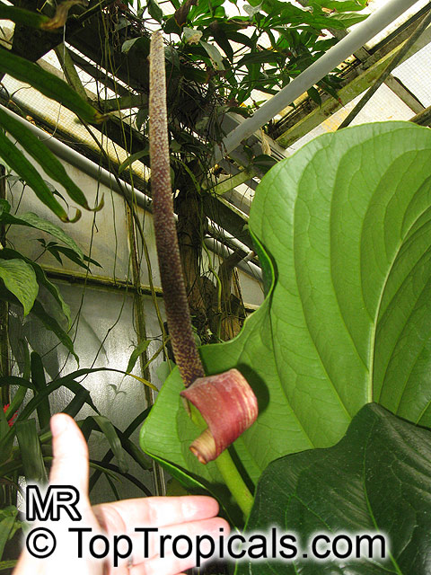Anthurium guayanum, Anthurium bonplandii subsp. guayanum, Anthurium