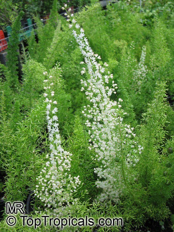Asparagus densiflorus, Protasparagus densiflorus, Emerald Asparagus Fern, Fox Tail