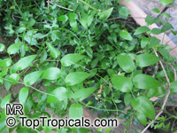 Asparagus asparagoides, Bridal Creeper, African Asparagus Fern

Click to see full-size image