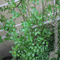 Asparagus asparagoides, Bridal Creeper, African Asparagus Fern

Click to see full-size image