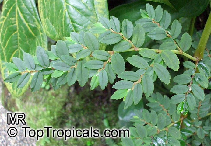 Begonia foliosa, Begonia fuchsioides, Shrub Begonia 