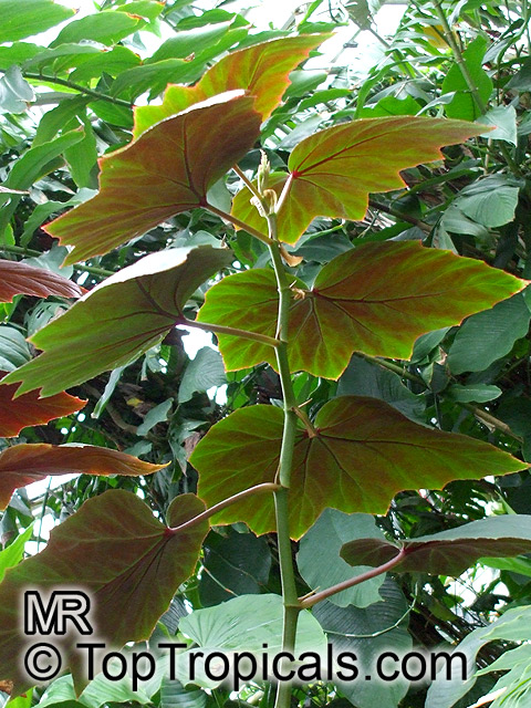 Begonia sp., Begonia. Begonia teuscheri