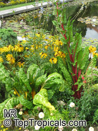 Beta vulgaris var. cicla, Chard, Bright Lights