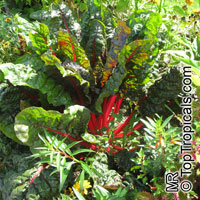 Beta vulgaris var. cicla, Chard, Bright Lights