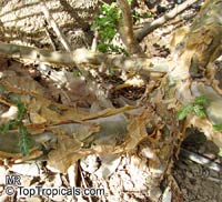 Boswellia Sacra, Boswellia Carteri, Boswellia Undulato Crenata ...