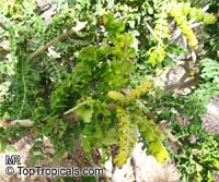 Boswellia sacra, Boswellia carteri, Boswellia undulato crenata, Frankincense, Olibanum Tree

Click to see full-size image