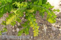 Boswellia sacra, Boswellia carteri, Boswellia undulato crenata, Frankincense, Olibanum Tree

Click to see full-size image