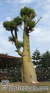 Brachychiton rupestris, Queensland Bottle Tree

Click to see full-size image