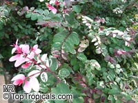 Breynia disticha, Breynia nivosa, Snow Bush, Hawaiian-Leaf Flower, Sweet Pea Bush, Calico Plant, Snow on the Mountain

Click to see full-size image