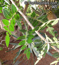 Bursera hindsiana, Copal, Torote Prieto

Click to see full-size image