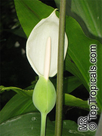 Caladium steudneriifolium, Caladium

Click to see full-size image