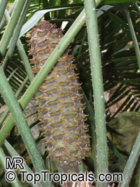 Ceratozamia mexicana, Palmilla, Forest Pineapple

Click to see full-size image