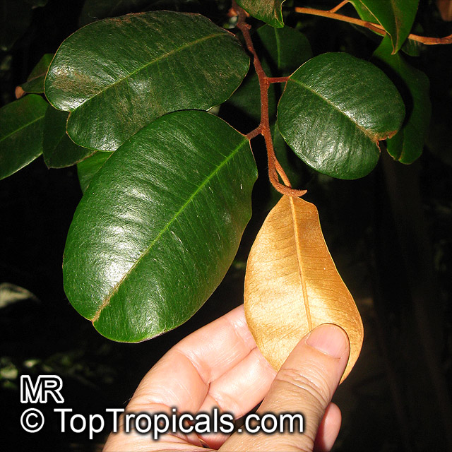 Chrysophyllum oliviforme, Satinleaf, Satin Leaf 
