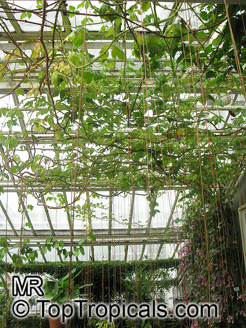 Cissus gongylodes , Treebine, Wing Stemmed Grape Ivy