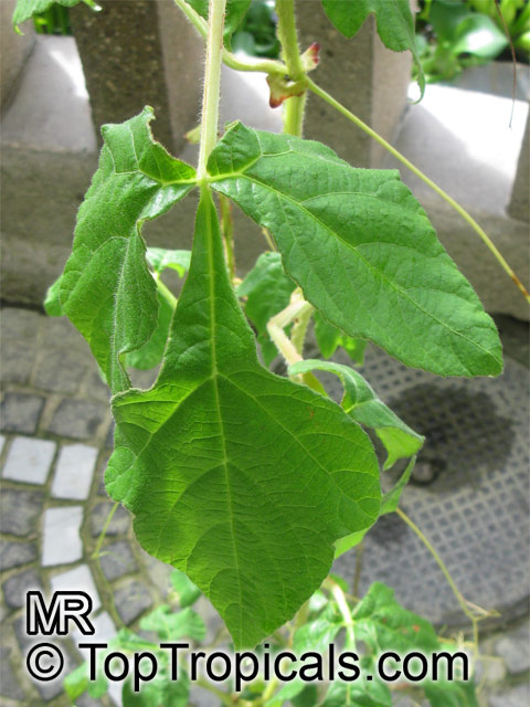 Cissus gongylodes , Treebine, Wing Stemmed Grape Ivy