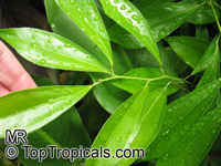 Cocculus laurifolius, Laurel-leaf Snailseed

Click to see full-size image