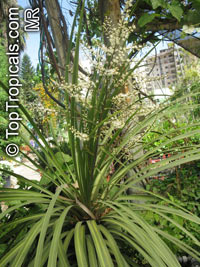 Cordyline australis, Cabbage Tree

Click to see full-size image