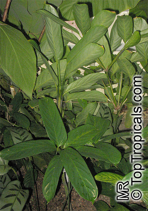 Ctenanthe sp., Bamburanta, Never-Never Plant. Ctenanthe pilosa