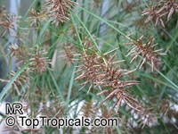 Cyperus sp., Flatsedge

Click to see full-size image