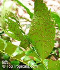 Cyrtomium falcatum , Holly Fern

Click to see full-size image
